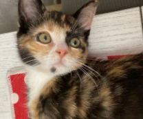 ������-�������