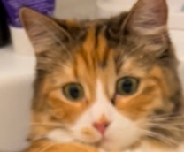 ��� ��������