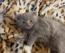 Кот Фунтик