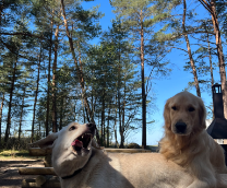 ����� � ����