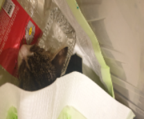 ������� ������� ������