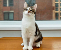 Коты ищут дом