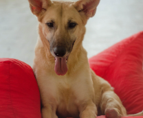 ��- ��� ������ ��������� ������