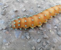 ������������� �������� ��� ��������