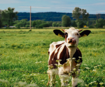 �����������. ��� ���  ���������� � � ���� ������. 