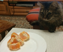 ��������� ���� �� ��������