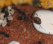 Camponotus cruentatus.  