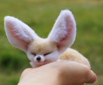 ������� ������� ������. ������ ������� �� �����.