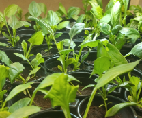 ����������� ���������������