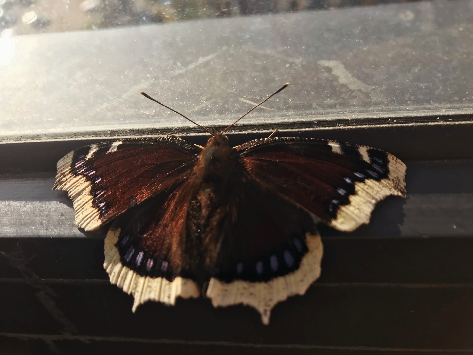 Осенняя Бабочка Фото