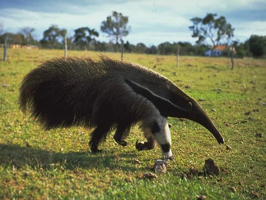 Зверь существует. Гигантский муравьед Южной Америки. Giant Anteater. Муравьед хвост. Гигантский муравьед крупнейший хищник Южной Америки.